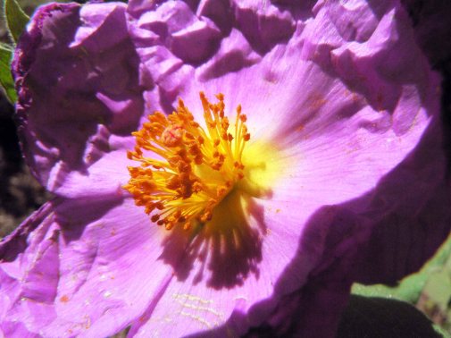 Beatriz Depares_ flor violeta