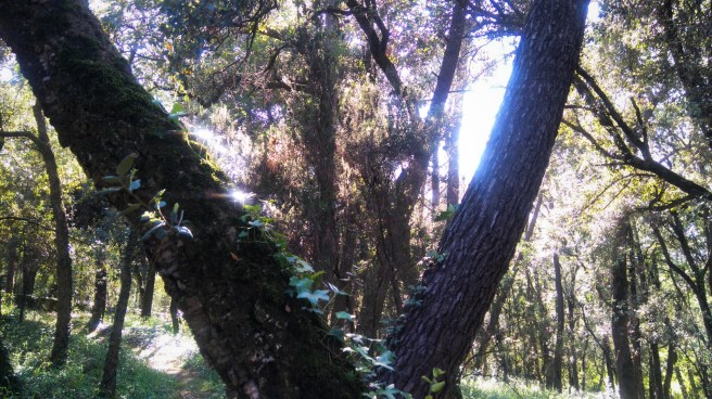 dos arboles B. DEPARES