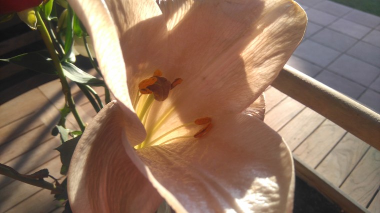 flor-apertura-beatriz-depares