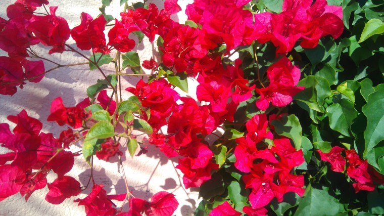 B. Depares Amar y Amar4