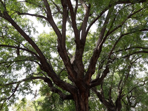 B. Depares Martinez - Arbol4